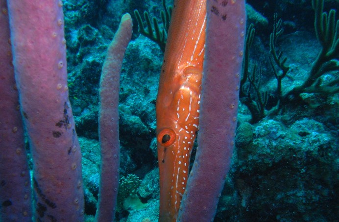 Trumpetfish hidding